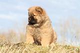 CHOW CHOW 200